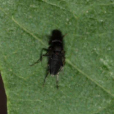 Scuttle Fly - Phoridae