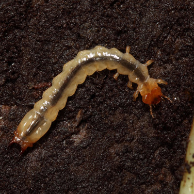 Dendroides canadensis (larva)