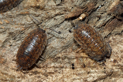 Woodlouse - Trachelipus rathkii