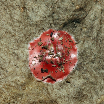 Phrurolithidae - Phrurotimpus sp. (egg sack)