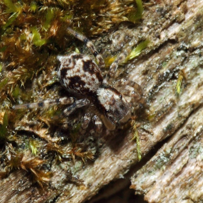 Naphrys pulex