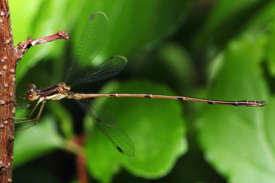Slender Spreadwing - Lestes rectangularis