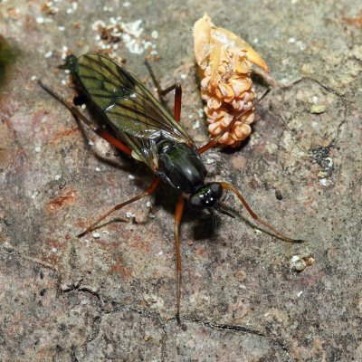 Xylophagus cinctus