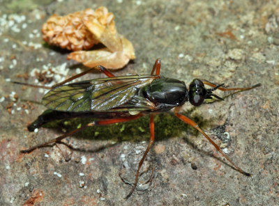 Xylophagus cinctus