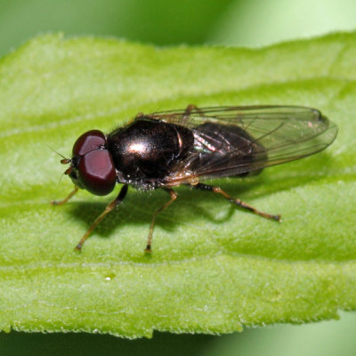 Cheilosia sp.