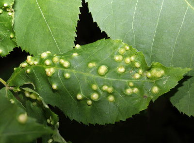 Phylloxera sp.