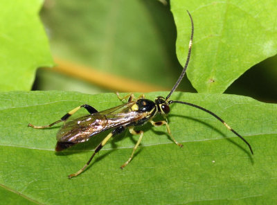 Cratichneumon paratus