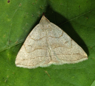 8348 Grayish Zanclognatha Zanclognatha pedipilalis