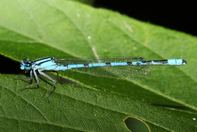 Familiar Bluet - Enallagma civile