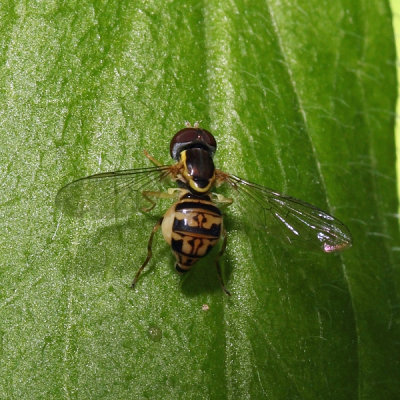 Toxomerus geminatus