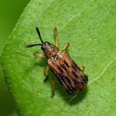 Sumitrosis inaequalis