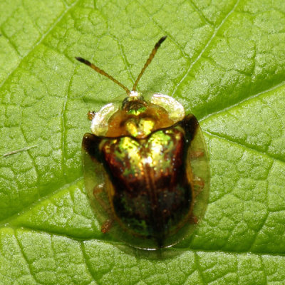 Mottled Tortoise Beetle - Deloyala guttata