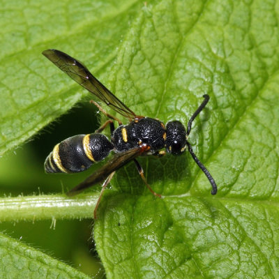 Parancistrocerus pensylvanicus