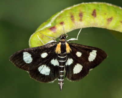 4958 - White-spotted Sable Moth - Anania funebris