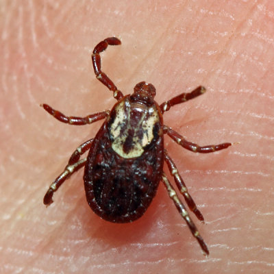 American Dog Tick - Dermacentor variabilis