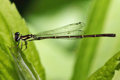 Fragile Forktail - Ischnura posita