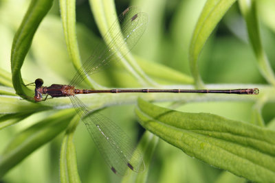 Slender Spreadwing - Lestes rectangularis