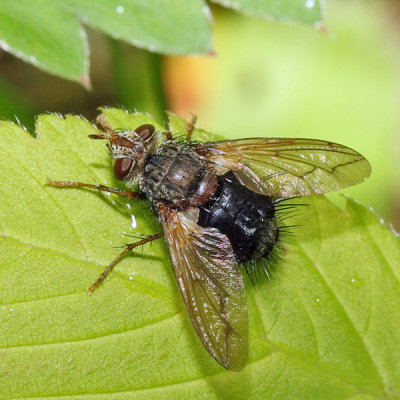 Epalpus signifer
