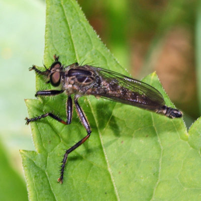Machimus notatus