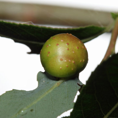 Pontania sp. gall