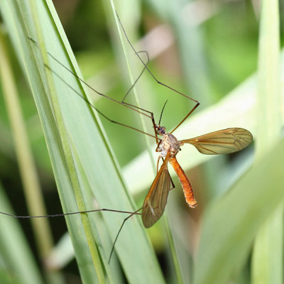 Tipula paterifera