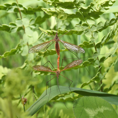 Tipula paterifera