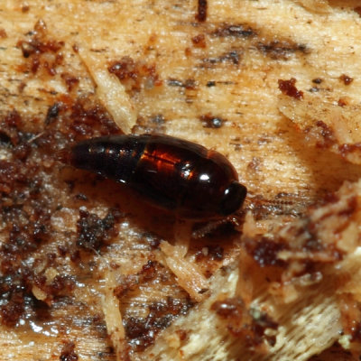 Coproporus ventriculus