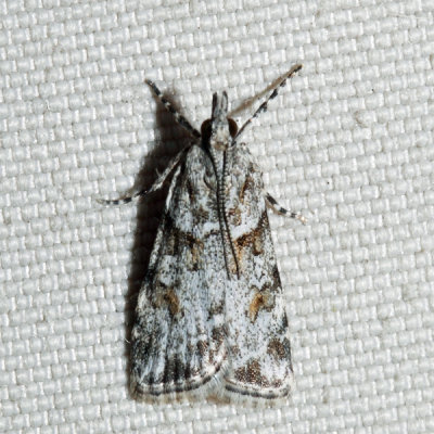 4716 Double-striped Scoparia Scoparia biplagialis