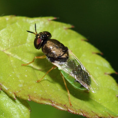 Odontomyia virgo