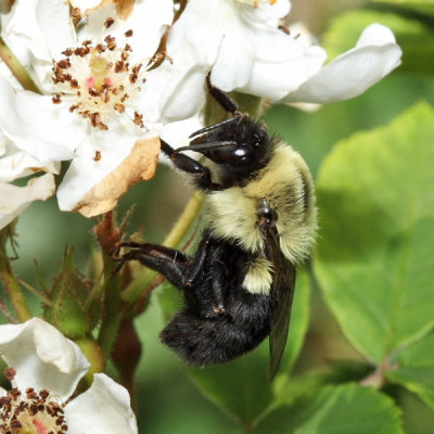 Common Eastern Bumble Bee - Bombus impatiens