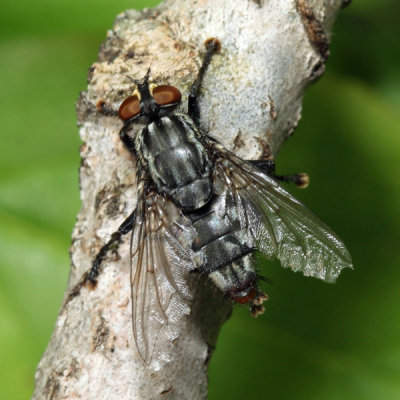 Flesh Fly - Sarcophaga sp.