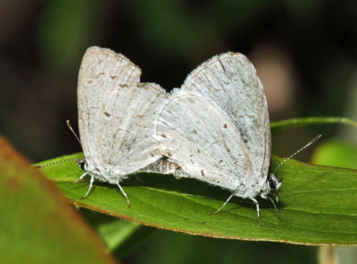 Summer azure - Celastrina neglecta