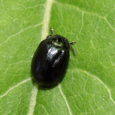 Imported Willow Leaf Beetle - Plagiodera versicolora