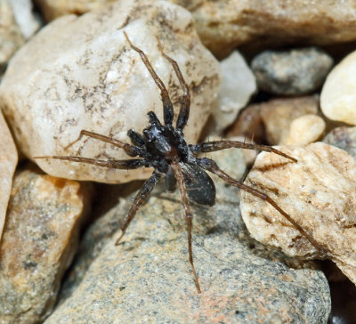 Pardosa milvina