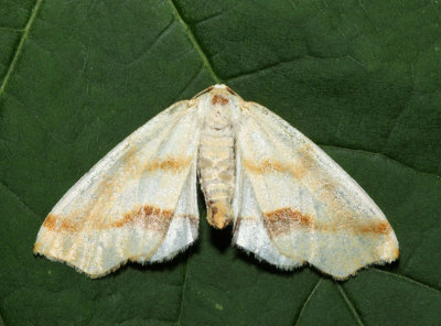6840 - Lemon Plagodis - Plagodis serinaria