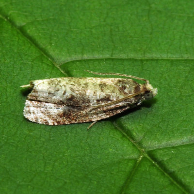 2763 Apotomis albeolana