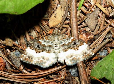 7394 White-banded Toothed Carpet Epirrhoe alternata