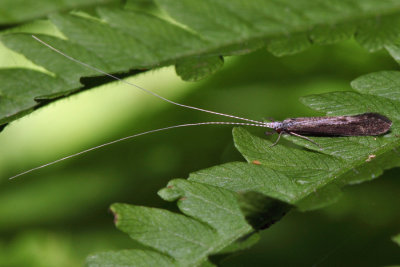 Leptocerus americanus