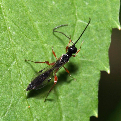 Xoridinae