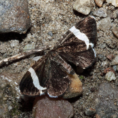 7430 - White-striped Black - Trichodezia albovittata