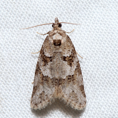 3567 - Gray Tortrix - Cnephasia stephensiana