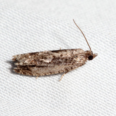 3261 - Gretchena watchungana