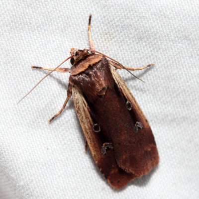 10891 - Flame-shouldered Dart - Ochropleura implecta