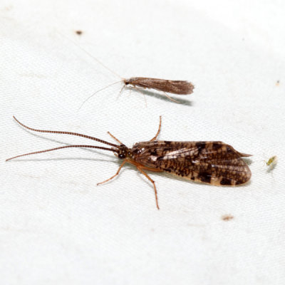 Banksiola crotchi