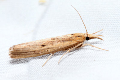 5413 - Sod Webworm - Pediasia trisecta