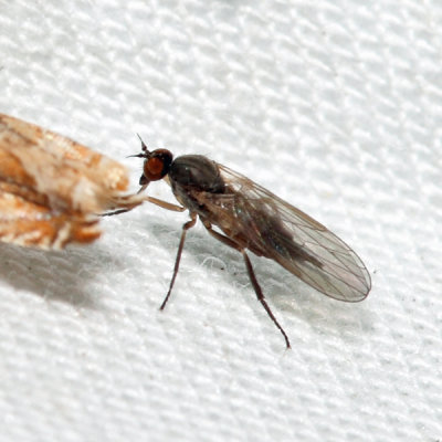 Hilara sp.