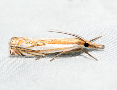 5362 - Doubled Banded Grass Veneer - Crambus agitatellus