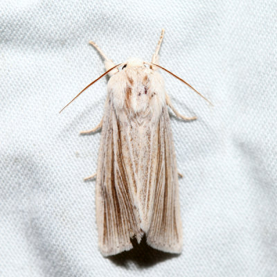 9280  Henrys Marsh Moth  Simyra insularis