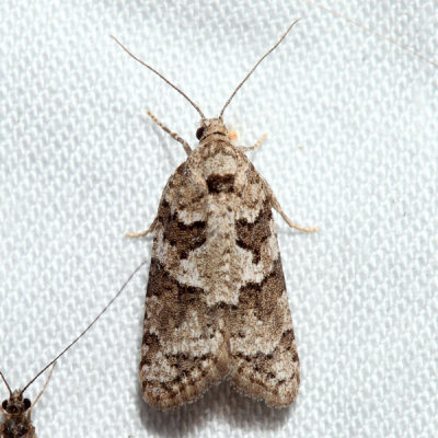3567 - Gray Tortrix - Cnephasia stephensiana