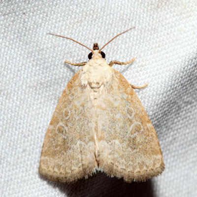 9048 Pale Glyph Protodeltote albidula